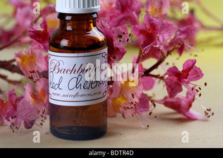 Flasche mit Bach Flower Stock Remedy, Red Chestnut, Aesculus carnea Stockfoto