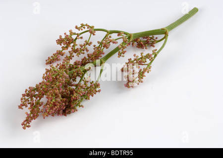 Sauerampfer (Rumex liegen) Stockfoto