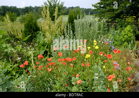 Wermut und Meerrettich (Artemisia Absinthium, Armoracia Rusticana) Stockfoto