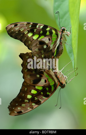 Geschweifter Eichelhaeher, Graphium Agamemnon, Tailed Jay grün gefleckten Dreieck Schmetterling Stockfoto