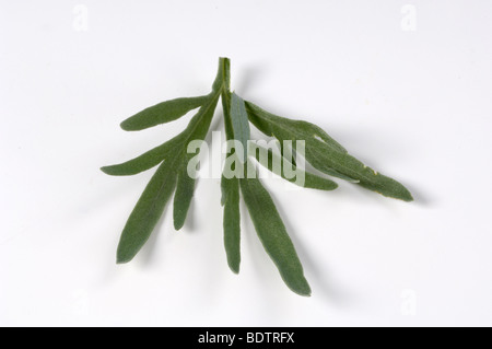 Wermut, Absinth, Artemisia Absinthium, Kraeuter, Arzneipflanzen, Klostergarten, Wermut Stockfoto