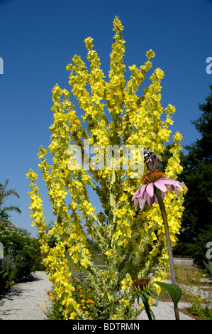 Orange Königskerze, Verbascum Phlomoides, Koenigskerze, Windblumen, Verbascum Phlomoides, Braunwurzgewaechse, Scrophulariaceae Stockfoto