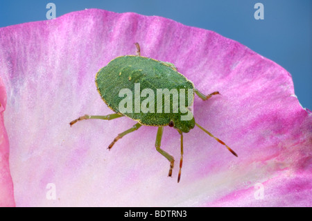 Gemeinsamen Green Shield Bug, Palomena Prasina, Gruene Schildwanze Stockfoto