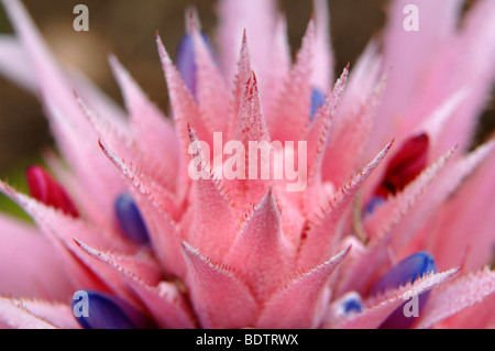 saftige Tropenblume detail Stockfoto