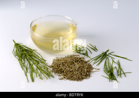 Gemeinsamen Schachtelhalm, eine Tasse Tee, Homöopathie, Heilkräuter, Heilpflanzen / (Equisetum Arvense) Stockfoto