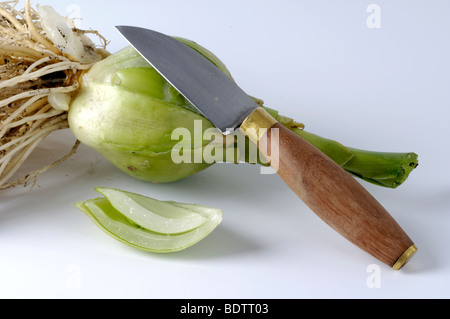 False Meer Zwiebel / (Ornithogalum Caudatum) Stockfoto