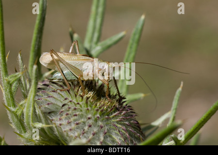 Hochland grünen Bush-Cricket Tettigonia Cantans Stockfoto