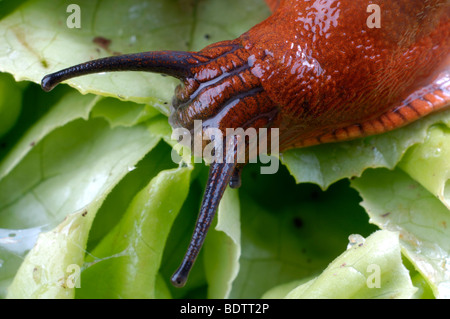 Spanisch-Slug, lusitanische Slug Essen Arion Lusitanicus, Spanische Wegschnecke Frisst Salat, Salat, Arion lusitanicus Stockfoto