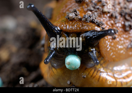 Spanisch-Slug, lusitanische Slug essen Salat, Arion Lusitanicus, Spanische Wegschnecke Frisst Schneckenkorn, Arion lusitanicus Stockfoto