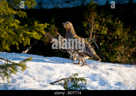 Auerhuhn Im Winter at Urogallus, Auerhenne, Lappland, Norrbotten, Schweden, weibliche Auerhann, Lappland Schweden Stockfoto