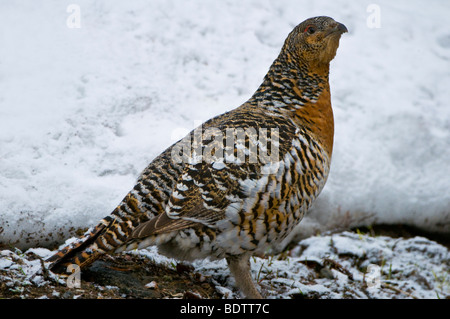 Auerhuhn Im Winter at Urogallus, Auerhenne, Lappland, Norrbotten, Schweden, weibliche Auerhann, Lappland Schweden Stockfoto