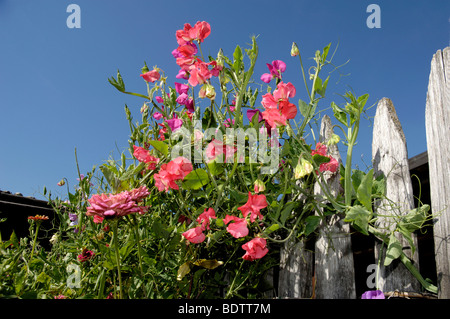 Sweet Pea auf einem Zaun Platterbse man, Duftwicke, Duftende Platterbse an Einem Zaun, Platterbsen, Wicken Stockfoto