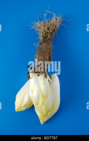 Chicorée / (Cichorium Intybus var. Foliosum) | Chicoree / (Cichorium Intybus var. Foliosum) / Stockfoto