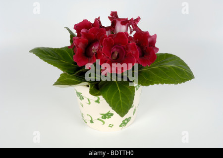 Sinningia, Sinningia Speciosa, Gloxinie, Sinningia speciosa Stockfoto