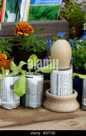 Junge Salat Pflanzen, Pflanzenzucht, Papiertoepfe, Junge Salatpflanzen Stockfoto