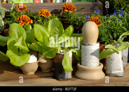 Junge Salat Pflanzen, Pflanzenzucht, Papiertoepfe, Junge Salatpflanzen Stockfoto