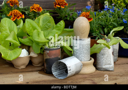 Junge Salat Pflanzen, Pflanzenzucht, Papiertoepfe, Junge Salatpflanzen Stockfoto