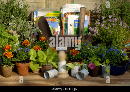 Jungpflanzen, Tagetes Und Thymian, Thymus Citriodorus, Pflanzenanzucht, Tagetes, Studentenblume Und Thymian, Thymus citriodorus Stockfoto