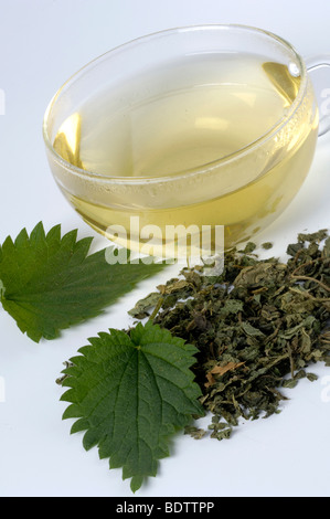 Brennnessel-Tee und Blätter / (Urtica Dioica) / Homoeopathie Stockfoto