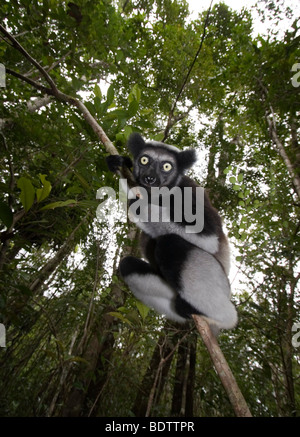 Indri Indri Indri, Madagaskar, Afrika, Babakoto, Madagaskar, Afrika Stockfoto