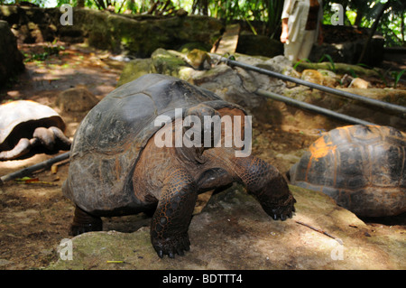 Riesenschildkröte (Aldabrachelys Gigantea), Moyenne Island, Sainte Anne Marine National Park, Seychellen, Afrika, Indischer Ozean Stockfoto