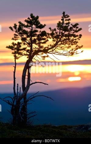 Gemeine Kiefer Bei Raummotive, Pinus Sylvestris, Kiefer bei Sonnenuntergang in Schwedisch-Lappland, Gaellivare, Lappland, schweden Stockfoto