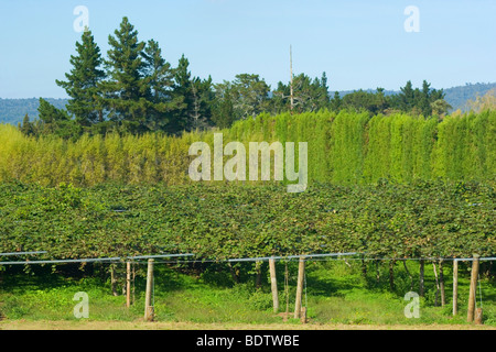 Kiwi-Plantage, Schnitt Deliciosa, in der Nähe von Katikati, Bay of Plenty, Nordinsel, Neuseeland Stockfoto