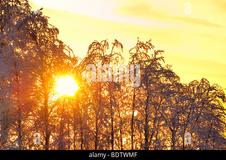 Wintermorgen Jokkmokk, morgen Stimmung im Winter, Lappland, Schweden Stockfoto