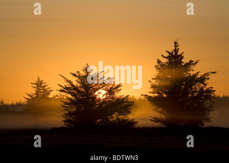 Rotfichten Im Morgenlicht, Fichte in der Morgensonne (Picea Abies) Stockfoto