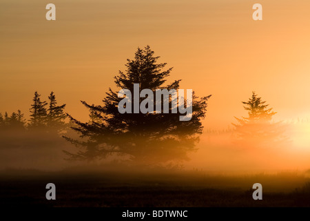 Rotfichten Im Morgenlicht, Fichte in der Morgensonne (Picea Abies) Stockfoto