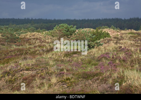 Heidelandschaft Mit Besenheide, gemeinsame Heather - Ling (Calluna Vulgaris) Stockfoto