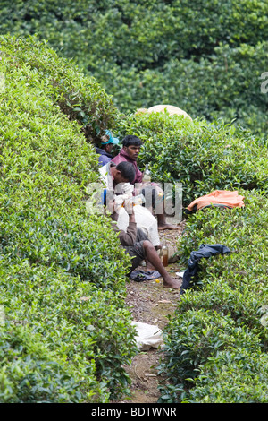 Tee-Plantagen-Arbeiter in Bogawabtalawa, Sri Lanka nehmen ein Mittagessen auf dem Feld. Stockfoto