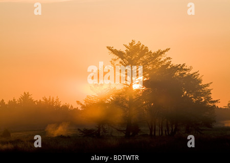 Rotfichten Im Morgenlicht / Norwegen Fichte in der Morgensonne / Picea Abies Stockfoto