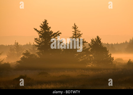 Rotfichten Im Morgenlicht / Norwegen Fichte in der Morgensonne / Picea Abies Stockfoto