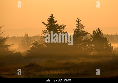 Rotfichten Im Morgenlicht / Norwegen Fichte in der Morgensonne / Picea Abies Stockfoto