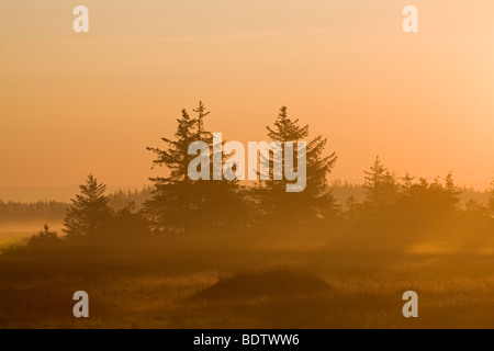 Rotfichten Im Morgenlicht / Norwegen Fichte in der Morgensonne / Picea Abies Stockfoto