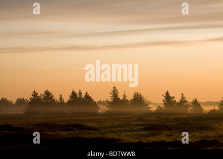 Rotfichten Im Morgenlicht / Norwegen Fichte in der Morgensonne / Picea Abies Stockfoto