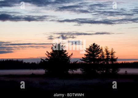 Rotfichten Im Abendlicht / Norwegen Fichte im Sonnenuntergang / Picea Abies Stockfoto