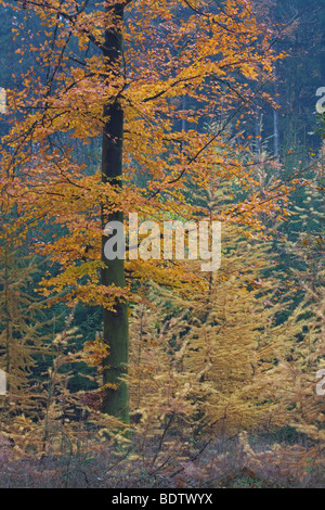 Rotbuche Im Herbstlaub / europäische Buche im Herbst - (Herbst) / Fagus Sylvatica Stockfoto