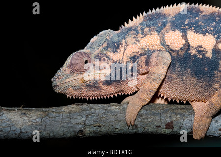 Pantherchamaeleon, Weibchen, Weiblich, Weiblich, Furcifer Pardalis, Pantherchamäleon, Madagaskar, Afrika, Madagaskar, Afrika Stockfoto