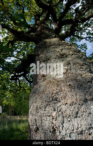 Stieleiche - (Sommereiche) / Pedunculate Eiche / Quercus Robur - (Quercus Pedunculata) Stockfoto