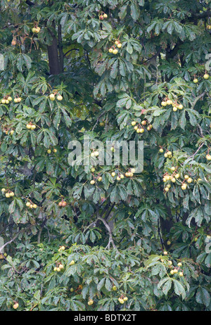 Gewoehnliche Rosskastanie Mit Fruechten / Rosskastanie mit Conker / Aesculus Hippocastanum Stockfoto