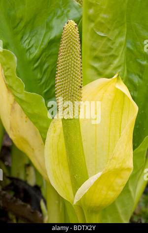 Amerikanischer Riesenaronstab / Skunk Cabbage - (gelbe Skunk Cabbage) / Lysichiton Americanum - (Lysichiton Americanus) Stockfoto