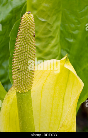 Amerikanischer Riesenaronstab / Skunk Cabbage - (gelbe Skunk Cabbage) / Lysichiton Americanum - (Lysichiton Americanus) Stockfoto