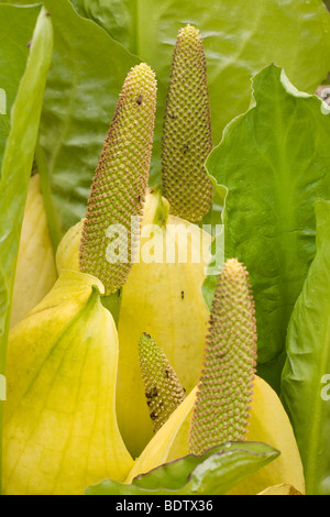 Amerikanischer Riesenaronstab / Skunk Cabbage - (gelbe Skunk Cabbage) / Lysichiton Americanum - (Lysichiton Americanus) Stockfoto