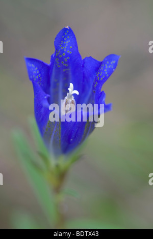 Lungen-Enzian - (Lungenenzian) / Marsh Enzian / Gentiana Pneumonanthe Stockfoto