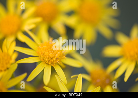 Jakobs-Greiskraut / Kreuzkraut - (Stinking Willie) / Senecio Jacobaea - (Jacobaea Vulgaris) Stockfoto