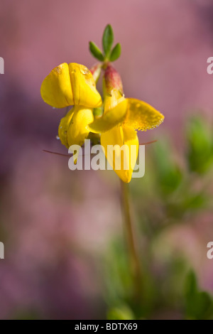 Gewoehnlicher Hornklee / Vogel s-Foot Trefoil - (Birdsfoot Kleeblatt) / Lotus Corniculatus Stockfoto