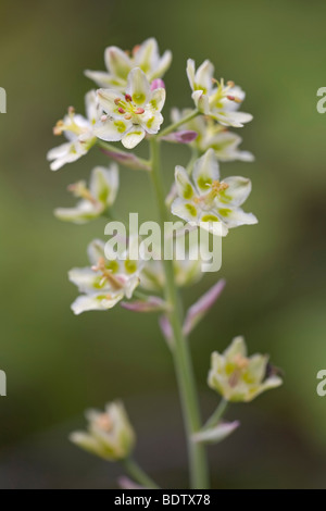 Zierliche Jochlilie - (Jochblume) / Berg Deathcamas - (Alkali Grass) / Zigadenus Elegans Stockfoto