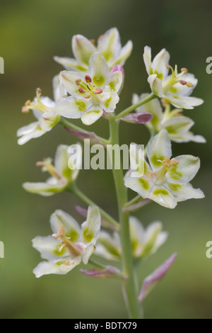 Zierliche Jochlilie - (Jochblume) / Berg Deathcamas - (Alkali Grass) / Zigadenus Elegans Stockfoto